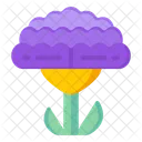 Celosia  Icon