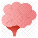 Cerebellum  Icon