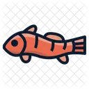 Clownfish  Icon