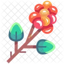 Coffee fruit  Icon