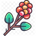 Coffee Fruit Icon