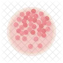 Powder Compact Hard Icon