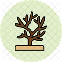 Coral  Icon