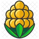 Corn  Icon