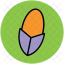 Corn  Icon