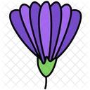 Crocus Scepusiensis  Icon