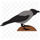 Crow  Icon