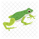 Frog Toad Bullfrog Icon