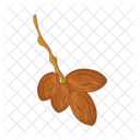 Date Fruit Fruit Food Icon