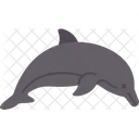 Dolphin  Icon