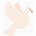 Dove Bird Pigeon Icon