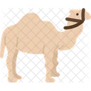 Dromedary  アイコン