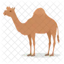 Dromedary Camel African 아이콘