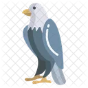 Eagle  Icon