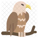 Eagle  Icon