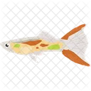 Endler guppy  Icon