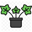 English Ivy Plant English Icon