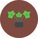 English Ivy Plant English Icon