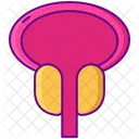 Enlarged Prostate Enlarged Gland Icon