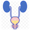 Enlarged Prostate Enlarged Gland Icon