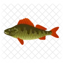 European Perch  Icon