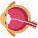 Eye Eyeball Internal Icon