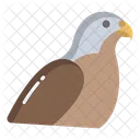 Falcon Birds Bird Icon