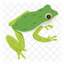 Frog Toad Bullfrog Icon