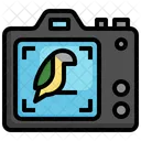 Fucus  Icon