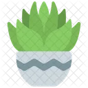 Gasteria Pot  Icon