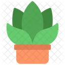 Gasteria Pot  Icon