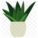 Indoor Plant Ornamental Plant Houseplant Decoration Icon