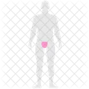 Genital Man Organ Icon