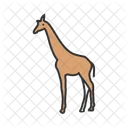 Girafe Des Animaux La Faune Icône