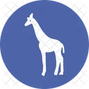 Giraffe Artiodactyl Mammal Ruminant Icône