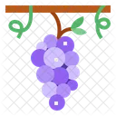 Grape  Icon