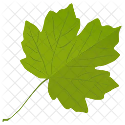 Grape Leaf  Icon