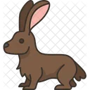 Hare  Icon