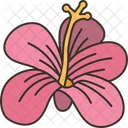 Hibiscus  Icon