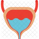 Human Bladder  Icon