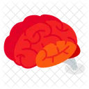 Human Brain  Icon