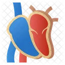 Human Heart Dissection  Icon