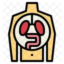 Human Organ  Icon