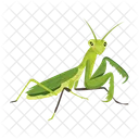 Praying Mantis Icons Cute Mantis Mantodea Icon