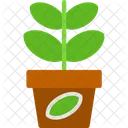 Jade plant  Icon