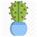 Cactus Cristata Kaktus Kaktustopf Kaktuspflanze Symbol