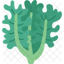 Kale  Icon