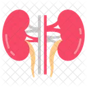 Kidney Nephron Renal Symbol