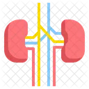 Kidney Medical Health Icon