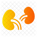 Kidney  Icon